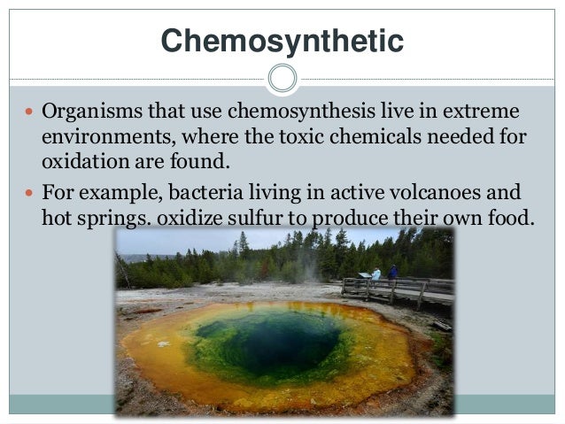 An organism that uses chemosynthesis