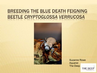 BREEDING THE BLUE DEATH FEIGNING
BEETLE CRYPTOGLOSSA VERRUCOSA
Suzanne Rowe
Aquarist
The Deep
 