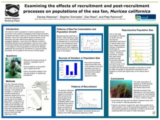 Examining the effects of recruitment and post-recruitment
processes on populations of the sea fan, Muricea californica
Denise Weisman1
, Stephen Schroeter1
, Dan Reed1
, and Pete Raimondi2
1
Marine Science Institute, University of California, Santa Barbara, CA 93106, USA, 2
Department of Biology and Evolutionary Ecology, University of California, Santa Cruz, CA 95064 USA
Sources of Variation in Population Size
Muricea was first observed on
SCAR in 2002 following a large
recruitment event. Recruitment
by Muricea has occurred during
each of the subsequent years.
Population size has increased
steadily since 2002 suggesting
that recruitment is an important
driver of this pattern.
The density of Muricea
recruits was strongly
related to proximity to
SMK during the first
several years of the
study (2002-2004)
implicating SMK as the
potential larval source
for SCAR. During this
period recruitment at
SMK was lower than
on SCAR. The relationship between recruitment density and
distance from SMK disappeared beginning in 2005.
Introduction
The extent to which populations of marine organisms are
structured by the supply of propagules versus post-recruitment
processes has been a topic of much discussion the last several
decades. One of the more difficult issues to resolve in this
discussion has been determining patterns and sources of
propagule dispersal, in part due to the difficulty involved in
identifying discrete source populations. Here we use a newly
constructed artificial reef off southern California to examine:
(1) the degree to which populations of the sea fan Muricea
californica are structured by recruitment vs. post-recruitment
processes, and (2) patterns and sources of larval supply.
Questions
Methods
The San Clemente Artificial
Reef (SCAR) consists of 56
40m x 40m rock and concrete
modules. The modules are
arranged in 7 blocks of 8
modules positioned at
distances ranging from 0.5 to
3.5 km from the nearest
natural reef at San Mateo
Kelp (SMK). Construction of
SCAR was completed in fall
1999 and the densities and
sizes of Muricea californica
have been sampled annually
in the summer in permanent
plots at SCAR and SMK
beginning in 2000.
00 01 02 03 04 05 06 07 08 09
0
5
10
15
20
Year
MuriceaDensity(No.m-2
)
Non-recruitRecruit Total
Recruitment
Post-recruitment
Unexplained
0.00
0.10
0.20
0.30
0.40
0.50
PartialR2
Patterns of Recruitment
Patterns of Sea Fan Colonization and
Population Growth
Conclusions
• Survivorship was high and recruitment explained nearly 40%
of the variation in Muricea population size.
• Frequent recruitment coupled with rapid colony growth led to
rapid increase in size of the reproductive population on SCAR
that allowed populations of Muricea on SCAR to become self-
sustaining within four years of initial colonization.
Reproductive Population Size
Recruitment explained
nearly three times more
of the variation in the total
population size than 10
post-recruitment factors
combined that entered
into the multiple
regression model.
• What are the primary sources of
variation in population size of
Muricea?
• How do patterns of recruitment
vary in space and time?
• How is recruitment related to the
size and location of neighboring
populations?
Prior to the initial
recruitment of Muricea
on SCAR, the only
reproductive
populations were found
on natural reefs to the
south. Newly recruited
colonies of Muricea on
SCAR grew to
reproductive size within
2 years. Continued
recruitment, coupled
with rapid colony
growth and high
survivorship (typically
~ 80% of recruits
survived to year 2) led
to a large increase in
Distance from nearest natural reef (km)
0 1 2 3 4
RecruitDensity(No.m-2
)
0
10
20
30
40
50
60
2002
2003
2005 - 2008
r2
= 0.98
r2
= 0.98
2004
r2
= 0.91
r2
< 0.35, p > 0.6
the size of the reproductive population of sea fans on SCAR.
By 2006, the density of reproductive individuals at most
locations on SCAR was higher than on the natural reef at
SMK.
• The initial colonization of
Muricea on SCAR declined
rapidly with proximity to
the nearest natural reef.
• Muricea recruitment was
dependent on the local supply
the of larvae as most dispersal
appeared to occur over scales
of 100s to 1000s of meters.
2008
Distance from nearest natural reef (km)
0.0 0.6 0.9 1.4 1.8 2.1 2.5 3.40.0 0.6 0.9 1.4 1.8 2.1 2.5 3.40.0 0.6 0.9 1.4 1.8 2.1 2.5 3.40.0 0.6 0.9 1.4 1.8 2.1 2.5 3.40.0 0.6 0.9 1.4 1.8 2.1 2.5 3.40.0 0.6 0.9 1.4 1.8 2.1 2.5 3.40.0 0.6 0.9 1.4 1.8 2.1 2.5 3.40.0 0.6 0.9 1.4 1.8 2.1 2.5 3.40.0 0.6 0.9 1.4 1.8 2.1 2.5 3.4
0
50
100
150
200
250
2007
0
50
100
150
200
250
2006
0
50
100
150
200
250
2005
ReproductivePopulationDensityIndex(No.m-2
)
0
50
100
150
200
250
2004
0
50
100
150
200
250
2003
0
50
100
150
200
250
2002
0
50
100
150
200
250
(SMK)
 