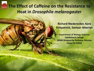 The Effect of Caffeine on the Resistance to
Heat in Drosophila melanogaster
Richard Niederecker, Kara
Kirkpatrick, Samyar Attarian
Department of Biology Sciences
Saddleback College
28000 Marguerite Parkway, Mission
Viejo, CA 92692
 