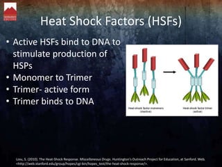 Heat Shock Factors (HSFs)
• Active HSFs bind to DNA to
stimulate production of
HSPs
• Monomer to Trimer
• Trimer- active f...