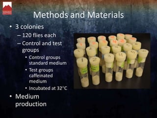 Methods and Materials
• 3 colonies
– 120 flies each
– Control and test
groups
• Control groups
standard medium
• Test grou...