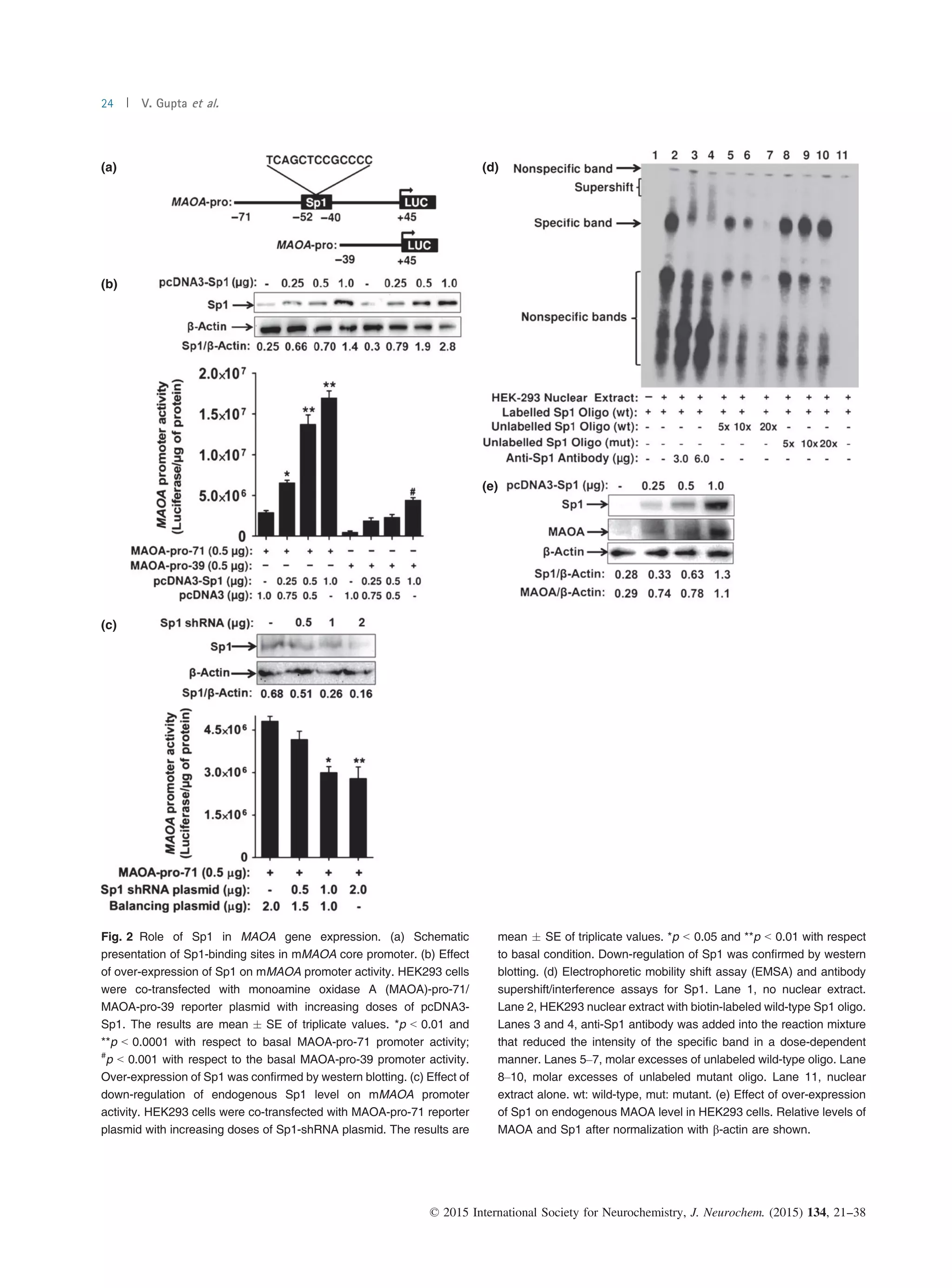 Monoamine Oxidase A Gene Molecular mechanism of monoamine oxidase A gene regulation under