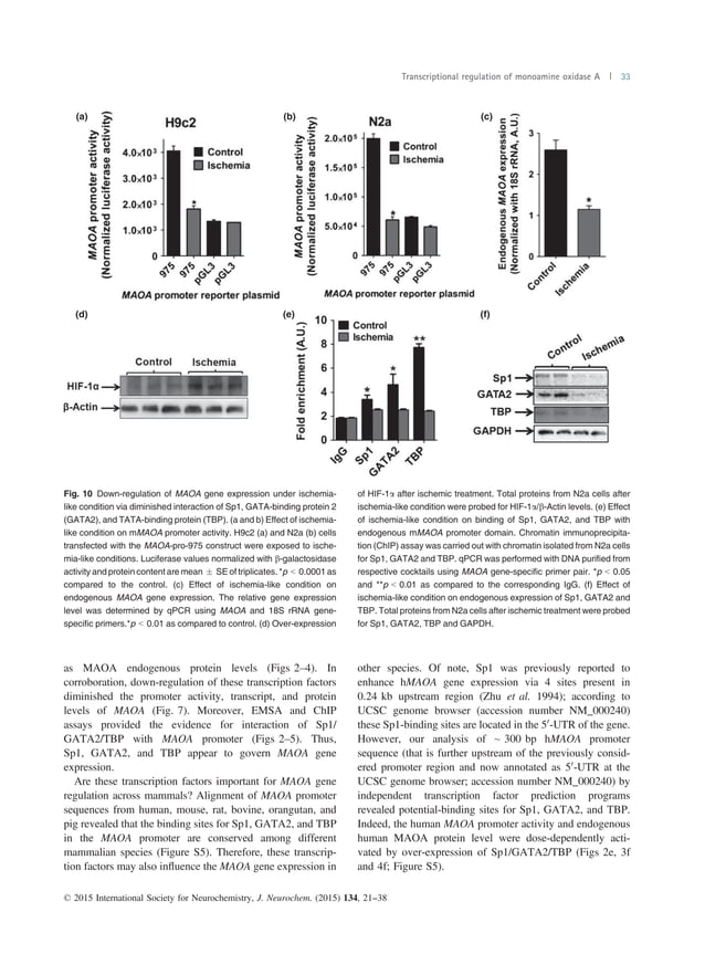 Monoamine Oxidase A Gene Molecular mechanism of monoamine oxidase A gene regulation under