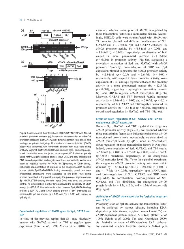 Monoamine Oxidase A Gene Molecular mechanism of monoamine oxidase A gene regulation under