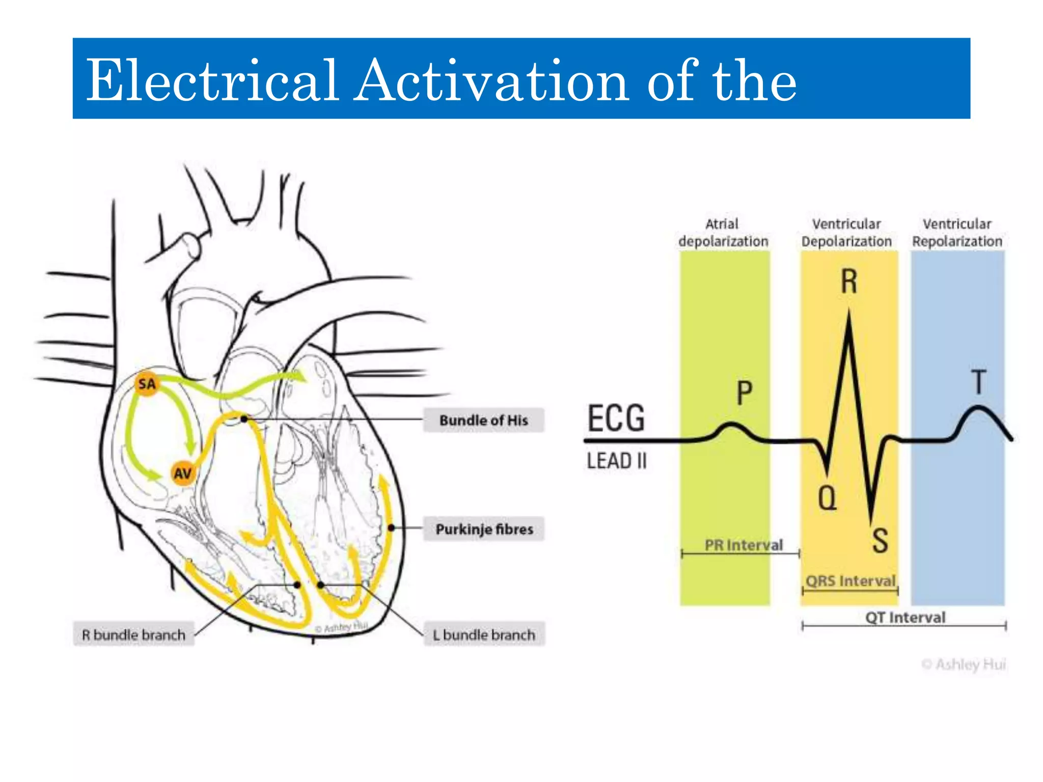 Electrical Activation of the
Heart
 