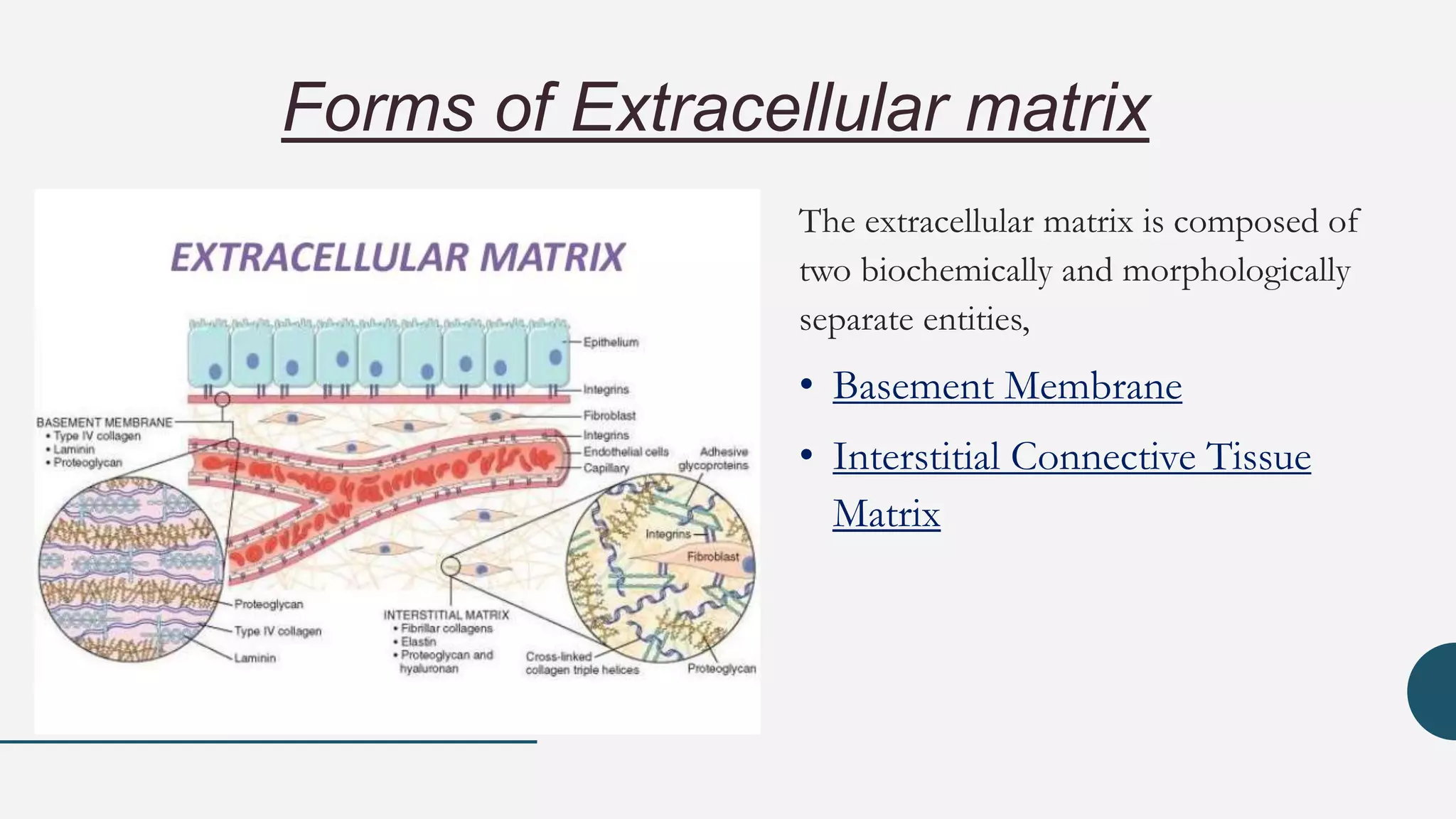 Extracellular Matrix : Session 1 | PPTX