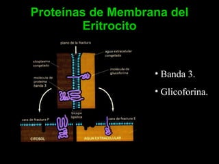 8 El Eritrocito | PPT