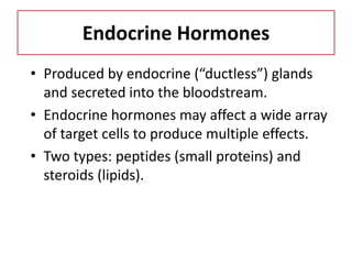 Endocrine Hormones
• Produced by endocrine (“ductless”) glands
and secreted into the bloodstream.
• Endocrine hormones may...