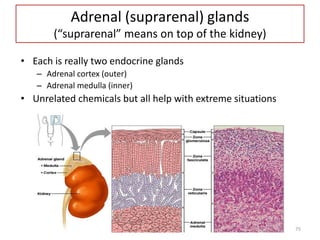 75
Adrenal (suprarenal) glands
(“suprarenal” means on top of the kidney)
• Each is really two endocrine glands
– Adrenal cortex (outer)
– Adrenal medulla (inner)
• Unrelated chemicals but all help with extreme situations
 