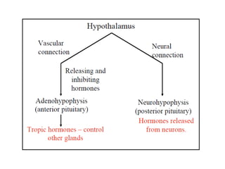 Endocrine system