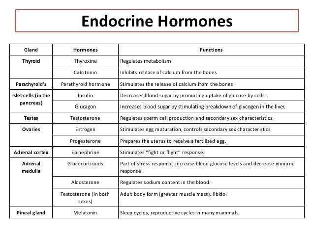 endocrine hormones
