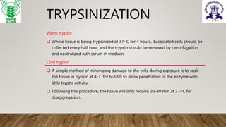 Trypsination 8 Enzymes in cell culture-Peer Abdul Faheem M-6357.pptx