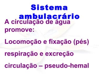 Sistema ambulacrário A circulação de água promove: Locomoção e fixação (pés) respiração e excreção circulação – pseudo-hemal 