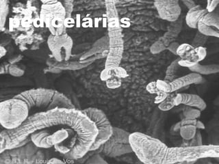 pedicelárias 