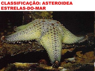 CLASSIFICAÇÃO: ASTEROIDEA ESTRELAS-DO-MAR 