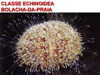 CLASSE ECHINOIDEA  BOLACHA-DA-PRAIA 