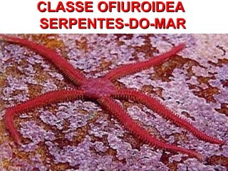 CLASSE OFIUROIDEA  SERPENTES-DO-MAR 