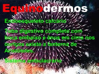Equino dermos Endoesqueleto calcário Tubo digestivo completo com boca embaixo e ânus em cima nos ouriços existe a lanterna de Aristóteles. Sistema ambulacrário 