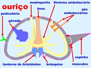 ouriço pedicelária gônada madreporito ânus lanterna de Aristóteles brânquias Sistema ambulacrário pés ambulacrários músculos espinho 