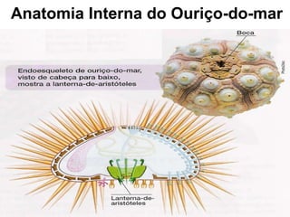 Anatomia Interna do Ouriço-do-mar 