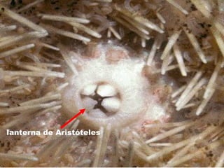 lanterna de Aristóteles 