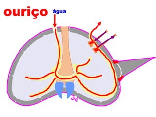 ouriço água 