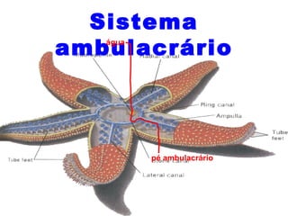 Sistema ambulacrário água pé ambulacrário 