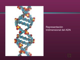 Representación
tridimensional del ADN
 