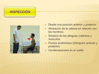  Desde una posición anterior y posterior
 Alineación de la cabeza en relación con
los hombros.
 Simetría de los pliegues cutáneos y
músculos.
 Puntos anatómicos (triángulos anterior y
posterior)
 Condensaciones en el cuello
 