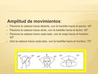 Amplitud de movimientos:
 Flexione la cabeza hacia delante, con la barbilla hacia el pecho: 45º
 Flexione la cabeza hacia atrás, con la barbilla hacia el techo: 45º
 Flexione la cabeza hacia cada lado, con la oreja hacia el hombro:
40º
 Gire la cabeza hacia cada lado, con la barbilla hacia el hombro: 70º
 
