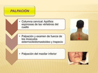 • Columna cervical: Apófisis
espinosas de las vértebras del
cuello
• Palpación y examen de fuerza de
los músculos
esternocleidomastoideo y trapecio
• Palpación del maxilar inferior
 