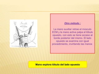 Otro método :
La mano auxiliar retrae el músculo
ECM y la mano activa palpa el lóbulo
opuesto, con esto se tiene acceso al
borde posterior del mismo. El lado
opuesto se examina con igual
procedimiento, invirtiendo las manos.
Mano explora lóbulo del lado opuesto
 