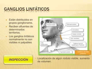 GANGLIOS LINFÁTICOS
 Están distribuidos en
grupos ganglionares.
 Reciben afluentes de
determinados
territorios.
 Los ganglios linfáticos
normalmente no son
visibles ni palpables
Cadena cervical
posterior
• Localización de algún nódulo visible, aumento
de volumen.
 