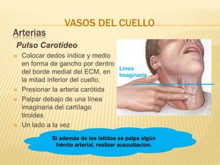 Arterias
Pulso Carotídeo
 Colocar dedos índice y medio
en forma de gancho por dentro
del borde medial del ECM, en
la mitad inferior del cuello.
 Presionar la arteria carótida
 Palpar debajo de una línea
imaginaria del cartílago
tiroides
 Un lado a la vez
Linea
Imaginaria
Si además de los latidos se palpa algún
frénito arterial, realizar auscultación.
VASOS DEL CUELLO
 
