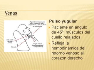 Venas
Pulso yugular
 Paciente en ángulo
de 45º, músculos del
cuello relajados.
 Refleja la
hemodinámica del
retorno venoso al
corazón derecho
 