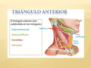 omohioideo
milohioideo
digástrico
ECM Plano
medio
 