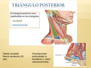 ECM
trapecio
Omoclavicular:
profundidad m.
escalenos y vaina
vasculonerviosa
Detrás occipital:
Nervio accesorio (XI
par)
 