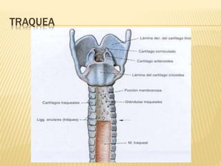 TRAQUEA
 