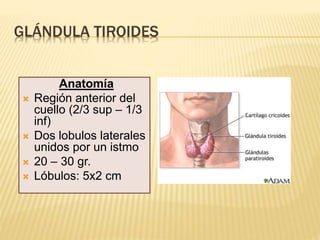 GLÁNDULA TIROIDES
Anatomía
 Región anterior del
cuello (2/3 sup – 1/3
inf)
 Dos lobulos laterales
unidos por un istmo
 20 – 30 gr.
 Lóbulos: 5x2 cm
 