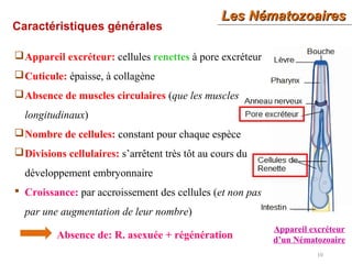 10
Caractéristiques générales
Appareil excréteur: cellules renettes à pore excréteur
Cuticule: épaisse, à collagène
Absence de muscles circulaires (que les muscles
longitudinaux)
Nombre de cellules: constant pour chaque espèce
Divisions cellulaires: s’arrêtent très tôt au cours du
développement embryonnaire
 Croissance: par accroissement des cellules (et non pas
par une augmentation de leur nombre)
Appareil excréteur
d’un Nématozoaire
Les NématozoairesLes Nématozoaires
Absence de: R. asexuée + régénération
 