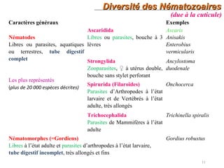 Diversité des NématozoairesDiversité des Nématozoaires
11
Caractères généraux Exemples
Nématodes
Libres ou parasites, aquatiques
ou terrestres, tube digestif
complet
Les plus représentés
(plus de 20 000 espèces décrites)
Ascaridida
Libres ou parasites, bouche à 3
lèvres
Ascaris
Anisakis
Enterobius
vermicularis
Strongylida
Zooparasites, ♀ à utérus double,
bouche sans stylet perforant
Ancylostoma
duodenale
Spirurida (Filaroïdes)
Parasites d’Arthropodes à l’état
larvaire et de Vertébrés à l’état
adulte, très allongés
Onchocerca
Trichocephalida
Parasites de Mammifères à l’état
adulte
Trichinella spiralis
Nématomorphes (=Gordiens)
Libres à l’état adulte et parasites d’arthropodes à l’état larvaire,
tube digestif incomplet, très allongés et fins
Gordius robustus
(due à la cuticule)
 