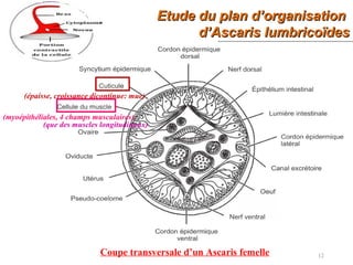 Etude du plan d’organisationEtude du plan d’organisation
d’Ascaris lumbricoïdesd’Ascaris lumbricoïdes
12Coupe transversale d’un Ascaris femelle
(épaisse, croissance dicontinue: mue)
(myoépithéliales, 4 champs musculaires)
(que des muscles longitudinaux)
 