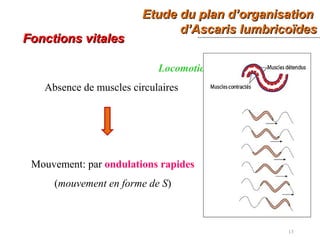 Etude du plan d’organisationEtude du plan d’organisation
d’Ascaris lumbricoïdesd’Ascaris lumbricoïdes
13
Fonctions vitalesFonctions vitales
Locomotion
Absence de muscles circulaires
Mouvement: par ondulations rapides
(mouvement en forme de S)
 