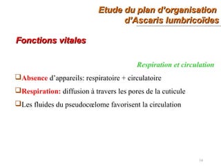 Etude du plan d’organisationEtude du plan d’organisation
d’Ascaris lumbricoïdesd’Ascaris lumbricoïdes
14
Fonctions vitalesFonctions vitales
Respiration et circulation
Absence d’appareils: respiratoire + circulatoire
Respiration: diffusion à travers les pores de la cuticule
Les fluides du pseudocœlome favorisent la circulation
 