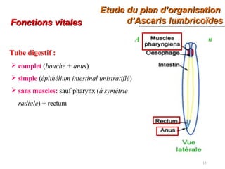 Etude du plan d’organisationEtude du plan d’organisation
d’Ascaris lumbricoïdesd’Ascaris lumbricoïdes
15
Fonctions vitalesFonctions vitales
Alimentation et digestion
Tube digestif :
 complet (bouche + anus)
 simple (épithélium intestinal unistratifié)
 sans muscles: sauf pharynx (à symétrie
radiale) + rectum
 