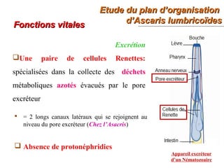 Etude du plan d’organisationEtude du plan d’organisation
d’Ascaris lumbricoïdesd’Ascaris lumbricoïdes
16
Fonctions vitalesFonctions vitales
Excrétion
Une paire de cellules Renettes:
spécialisées dans la collecte des déchets
métaboliques azotés évacués par le pore
excréteur
Appareil excréteur
d’un Nématozoaire
 Absence de protonéphridies
 = 2 longs canaux latéraux qui se rejoignent au
niveau du pore excréteur (Chez l’Asacris)
 