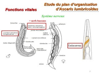 Etude du plan d’organisationEtude du plan d’organisation
d’Ascaris lumbricoïdesd’Ascaris lumbricoïdes
17
Fonctions vitalesFonctions vitales
Système nerveux
+ nerfs buccaux
 