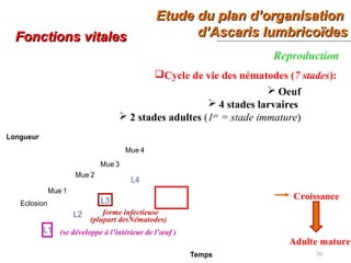 Etude du plan d’organisationEtude du plan d’organisation
d’Ascaris lumbricoïdesd’Ascaris lumbricoïdes
20
Fonctions vitalesFonctions vitales
Reproduction
Cycle de vie des nématodes (7 stades):
L1
L2
L4
L3Eclosion
Mue 4
Mue 3
Mue 2
Mue 1
Temps
Longueur
 Oeuf
 4 stades larvaires
 2 stades adultes (1er
= stade immature)
(se développe à l’intérieur de l’œuf )
Croissance
Adulte mature
forme infectieuse
(plupart desNématodes)
 