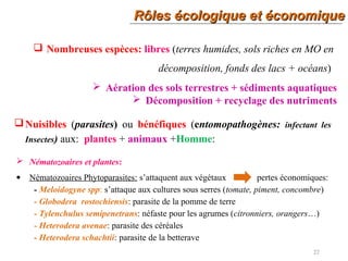 Rôles écologique et économiqueRôles écologique et économique
22
 Nombreuses espèces: libres (terres humides, sols riches en MO en
décomposition, fonds des lacs + océans)
 Aération des sols terrestres + sédiments aquatiques
 Décomposition + recyclage des nutriments
Nuisibles (parasites) ou bénéfiques (entomopathogènes: infectant les
Insectes) aux: plantes + animaux +Homme:
 Nématozoaires et plantes:
• Nématozoaires Phytoparasites: s’attaquent aux végétaux pertes économiques:
- Meloidogyne spp: s’attaque aux cultures sous serres (tomate, piment, concombre)
- Globodera rostochiensis: parasite de la pomme de terre
- Tylenchulus semipenetrans: néfaste pour les agrumes (citronniers, orangers…)
- Heterodera avenae: parasite des céréales
- Heterodera schachtii: parasite de la betterave
 